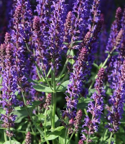 Salvia nemorosa 'Sensation Compact Dark Blue Improved'